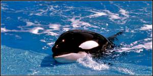 Killer Whale