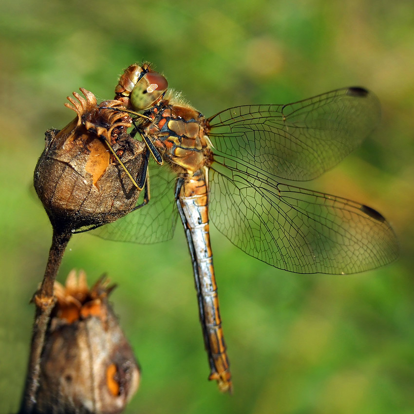 Majestic Dragonfly