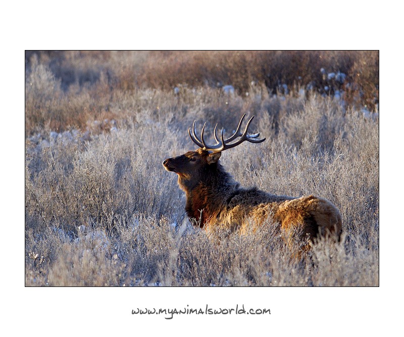 Elk wapiti