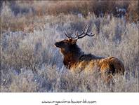 Elk wapiti