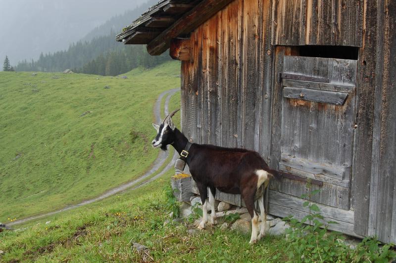 Mieszkanka Grindelwaldu