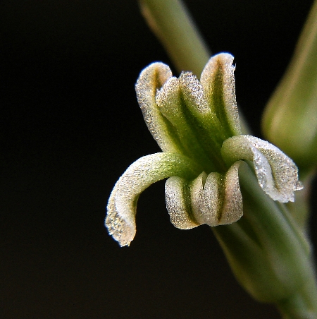 Haworthia 2