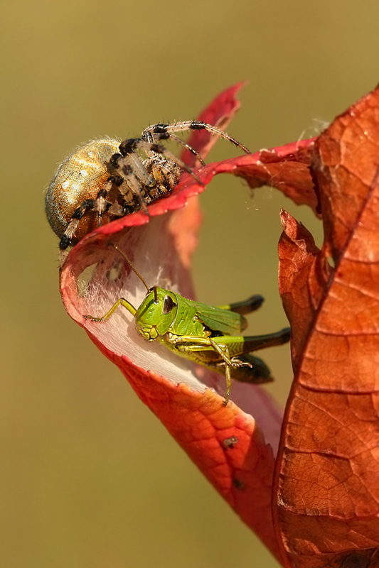 Paweł i Gaweł