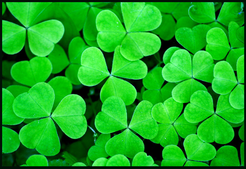 shamrock