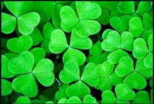 shamrock