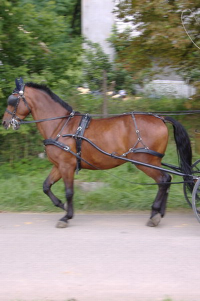 Lenita