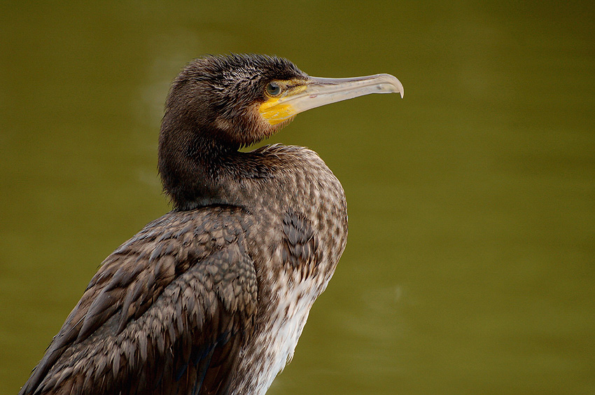 Kormoran