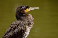 Kormoran