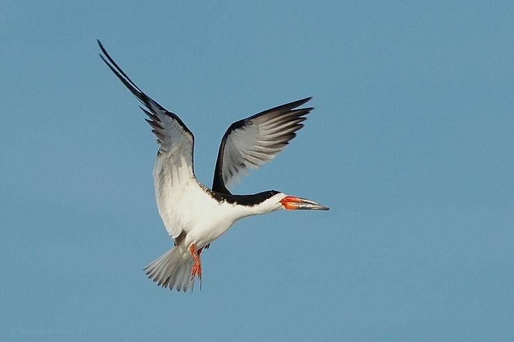 Brzytwodziob, Rynchops niger, Black Skimmer