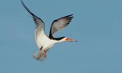 Brzytwodziob, Rynchops niger, Black Skimmer