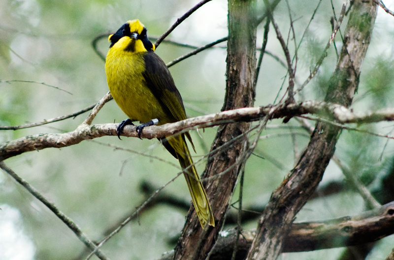 helmeted honeyeater