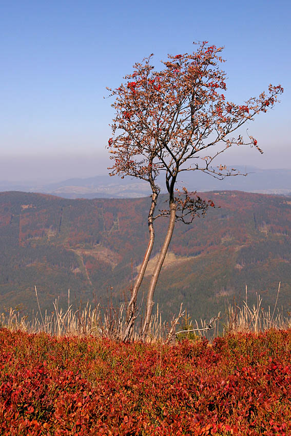 Beskid Żywiecki cd