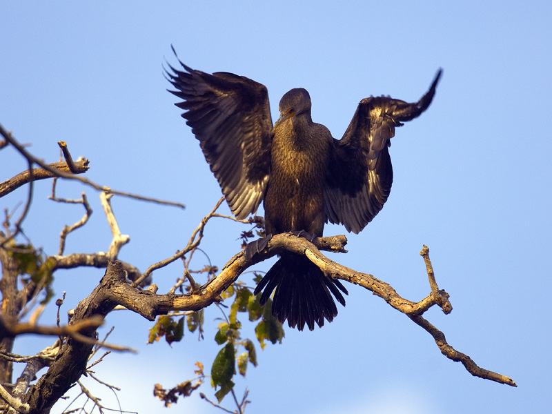 kormoran