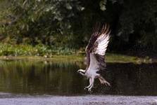 Osprey - Rybołów