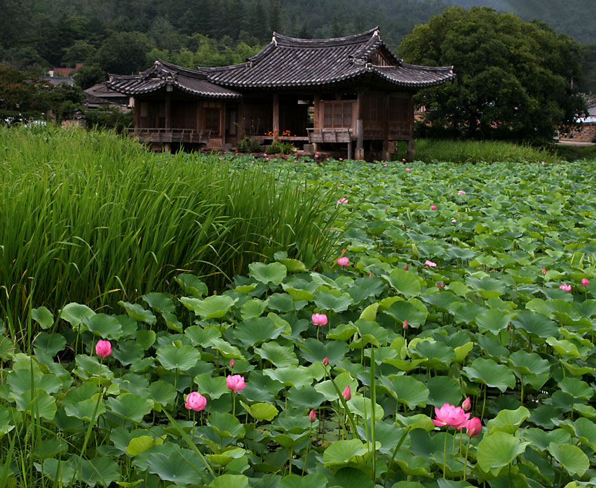 Lotus pond