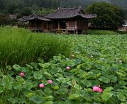 Lotus pond