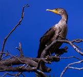 phalacrocorax carbo