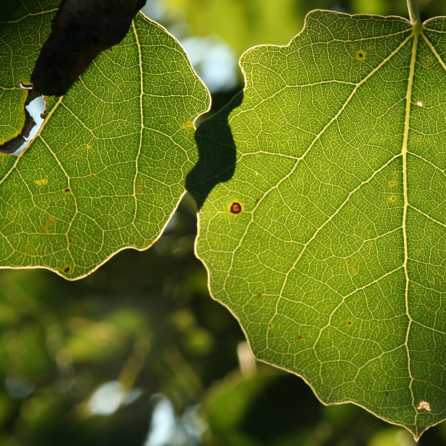 dorzecze Amazonki