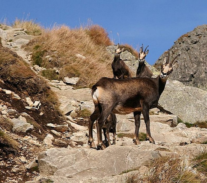 Którędy na Giewont ?