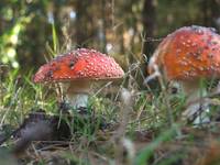 Amanita muscaria