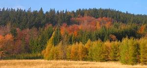 Jesień w Beskidach