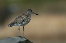 Willet, Catorohorus semipalmatus