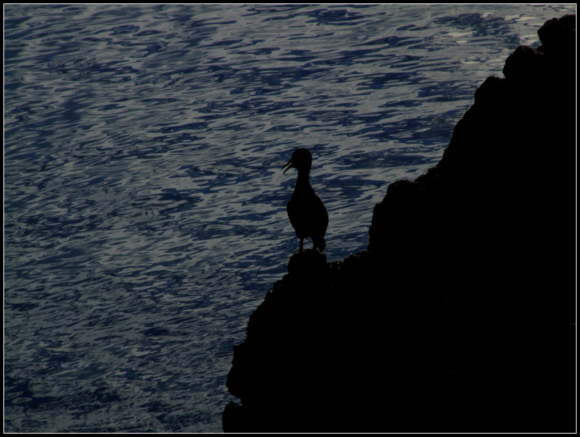 Kormoran Czarny na wodach Adriatyku.