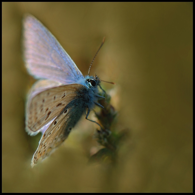 motyl jesiennie