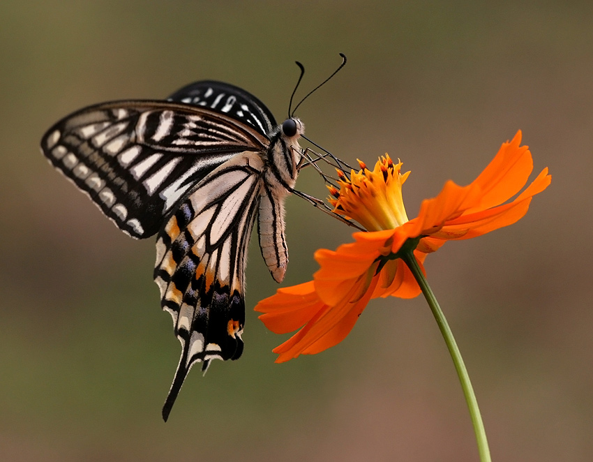 Papilio xutus