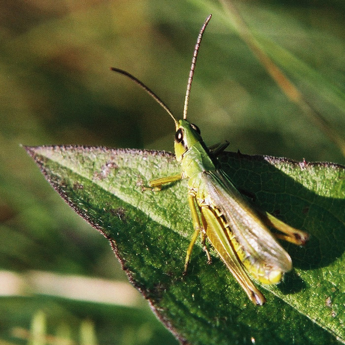 konik