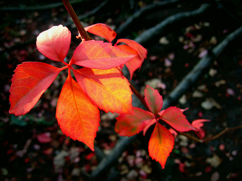 RED liście Sun