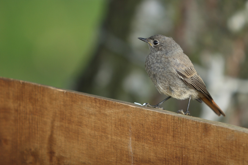 Kopciuszek (Phoenicurus ochruros)