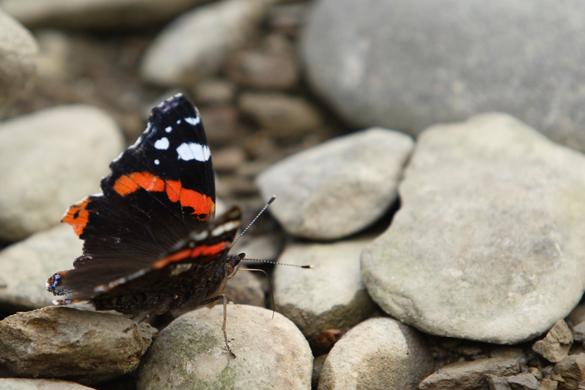 Rusałka admirał (Vanessa atalanta)