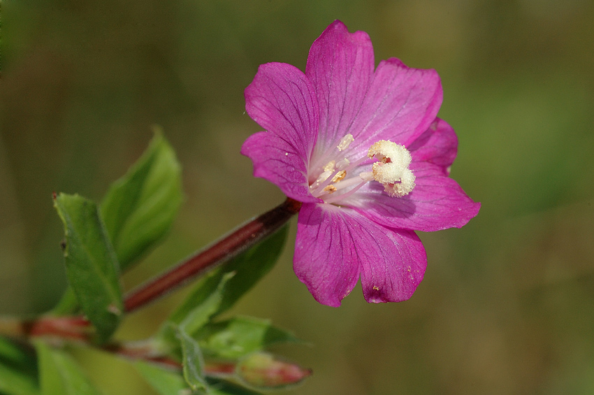 knautia