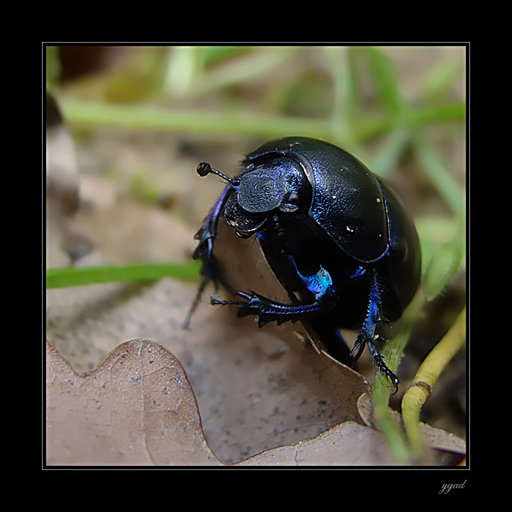 Geotrupes stercorosus