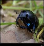 Geotrupes stercorosus