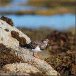 Turnstone