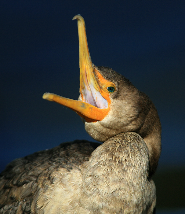 kormoran