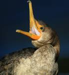 kormoran