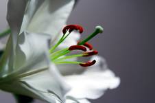 lilium