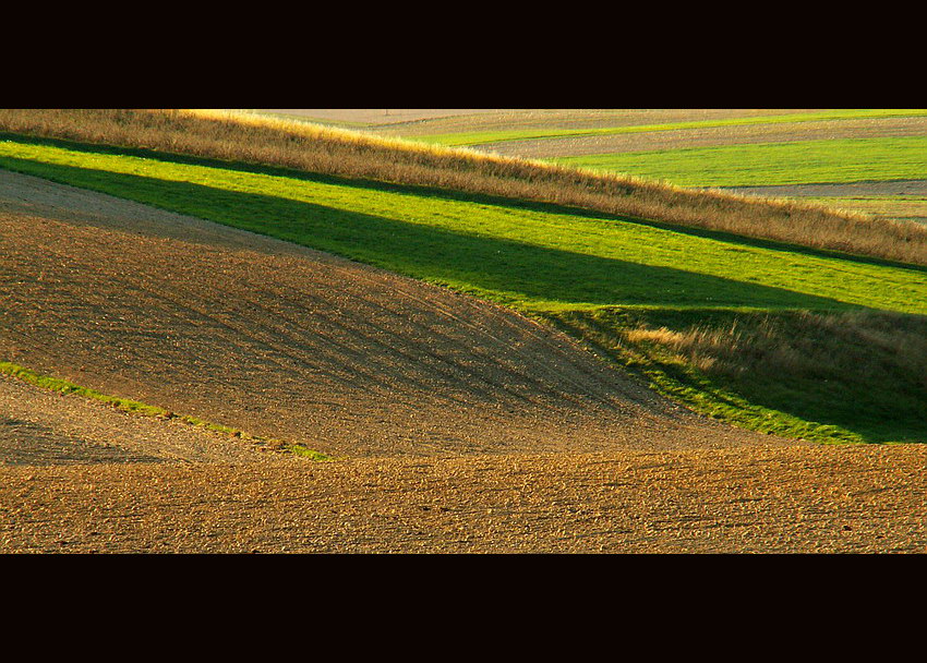 przeplataniec jesienny ... polne 10