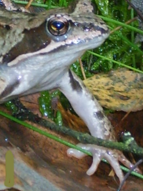Grzybobranie