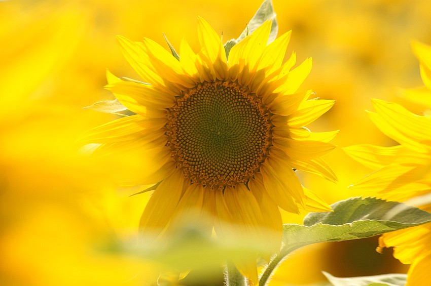 girasole