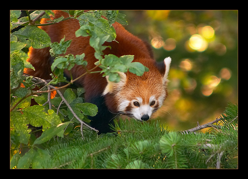 Panda Mała