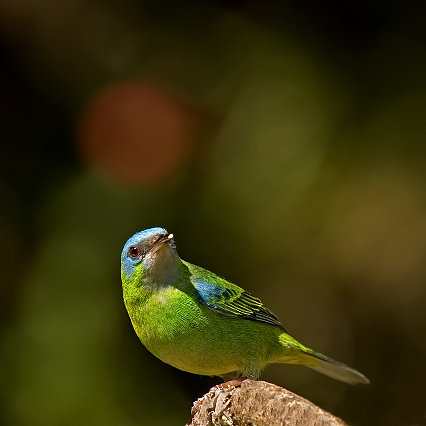 Sai azul(Dacnis cayana)