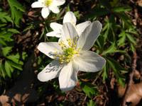 Anemone nemorosa