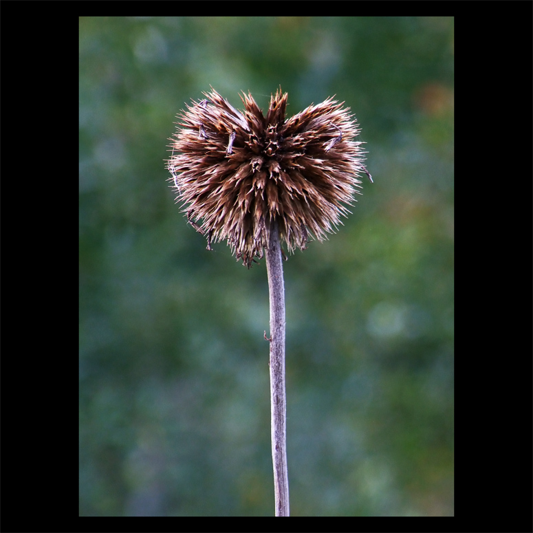 Spiky Lollipop