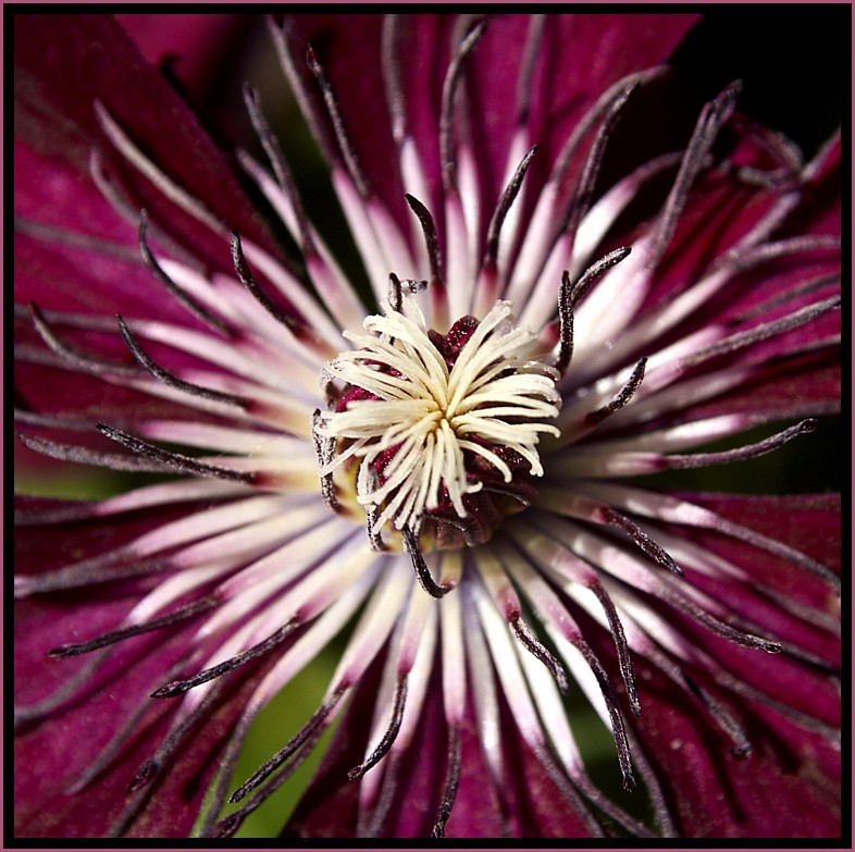 clematis