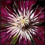 clematis