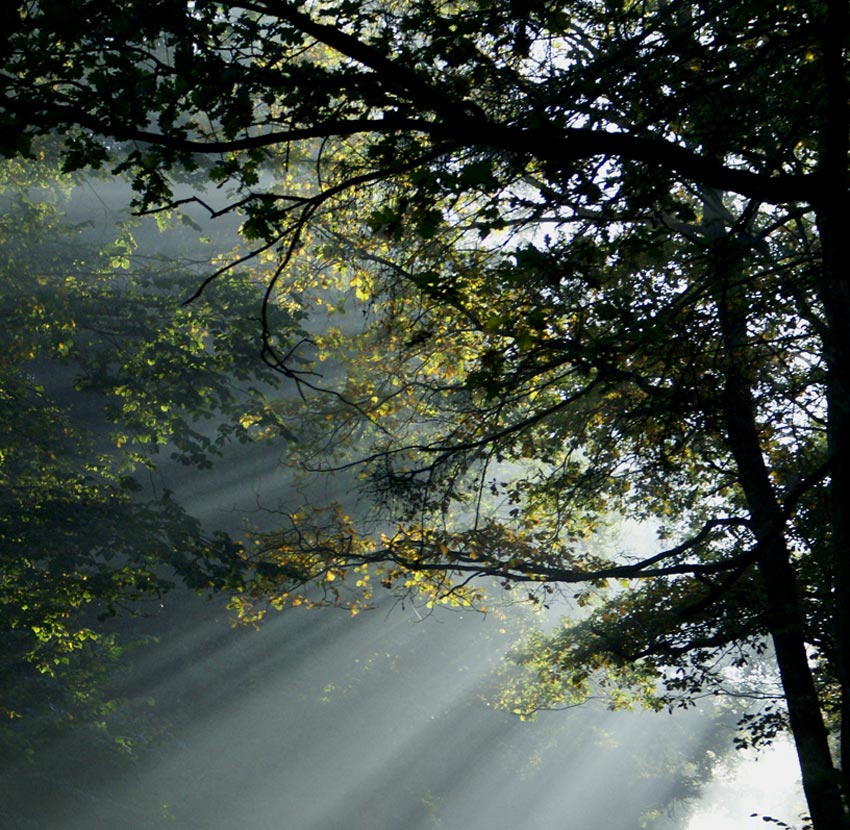 zakreskowane mgłą